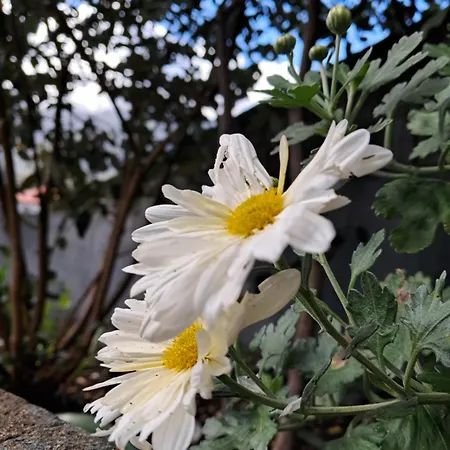 Northern Air House Dom wakacyjny São Vicente