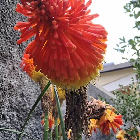 Northern Air House * São Vicente