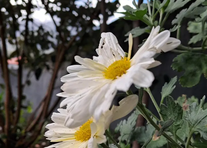 Northern Air House Holiday home Sao Vicente (Madeira)