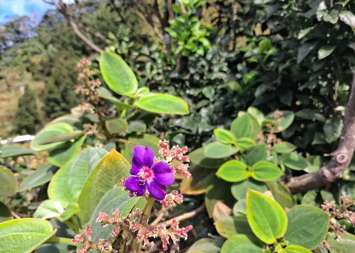 Northern Air House Sao Vicente (Madeira)