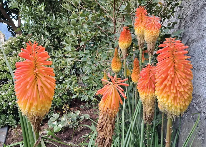 Northern Air House Sao Vicente (Madeira)